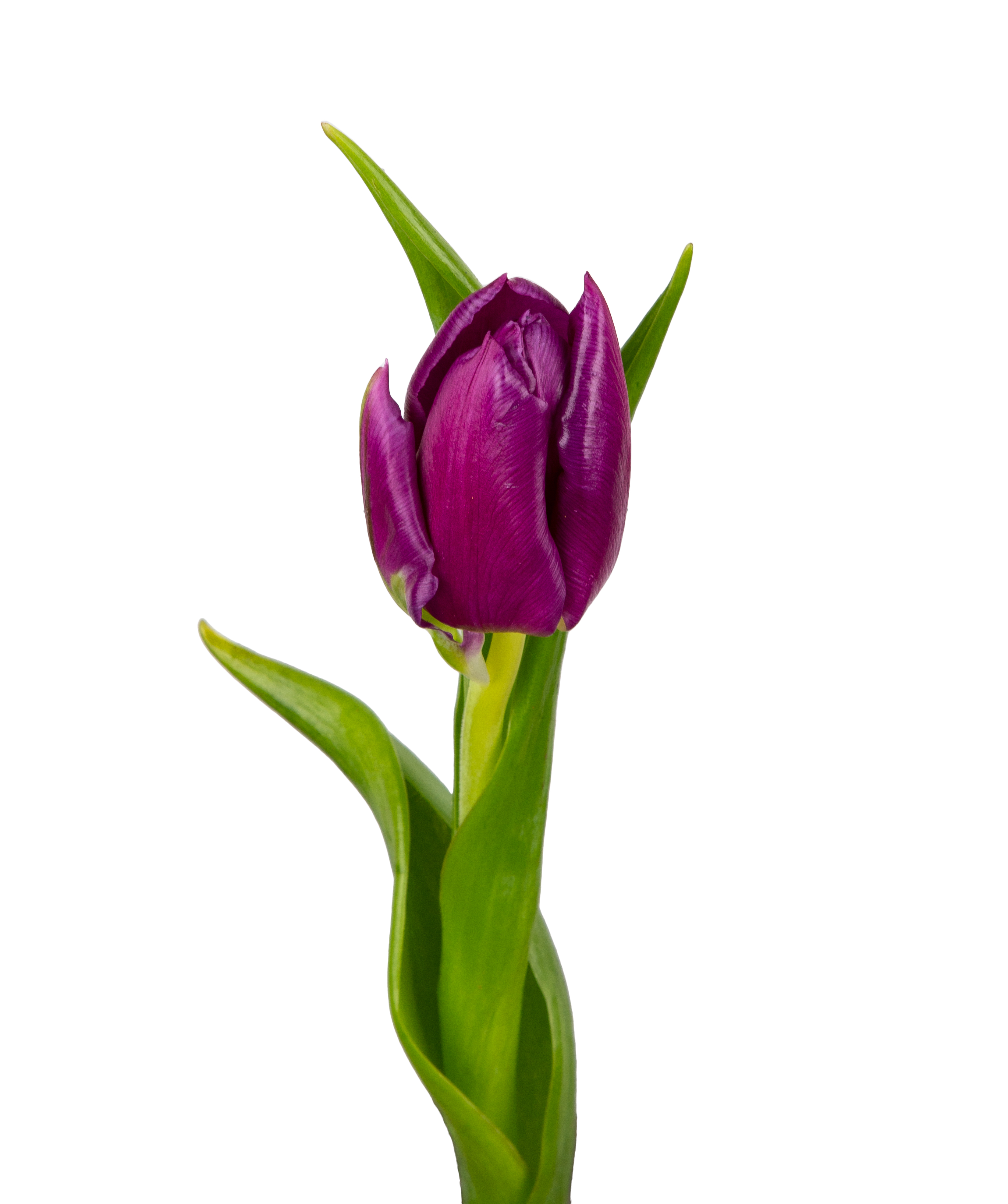 Tulip «Mon Amie» purple, 1 pc