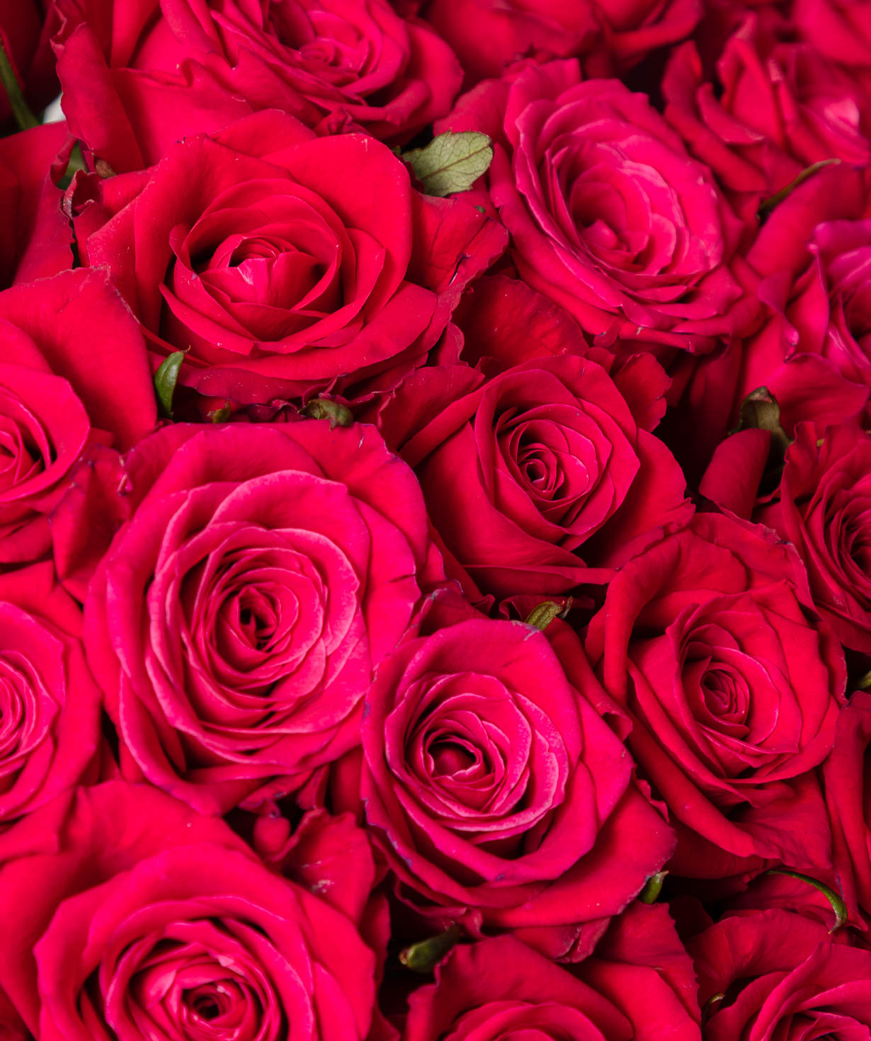 Bouquet “Bright Pink Roses”