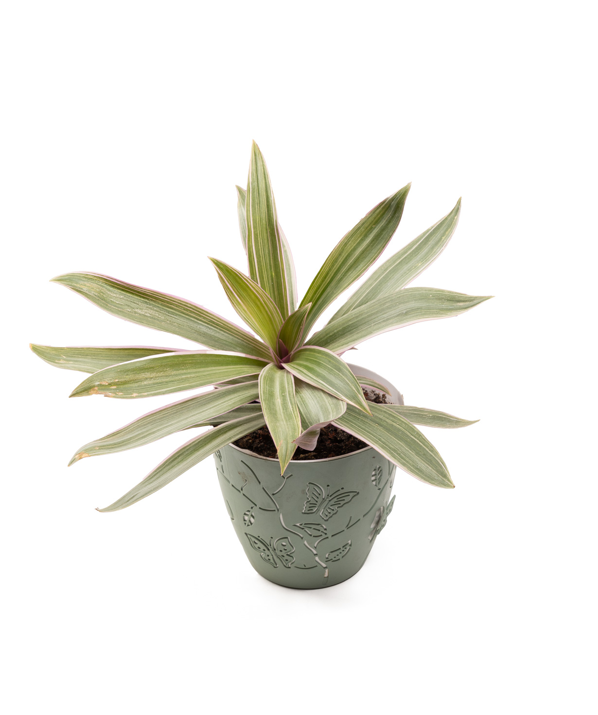 Растение «Eco Garden» Рео №69