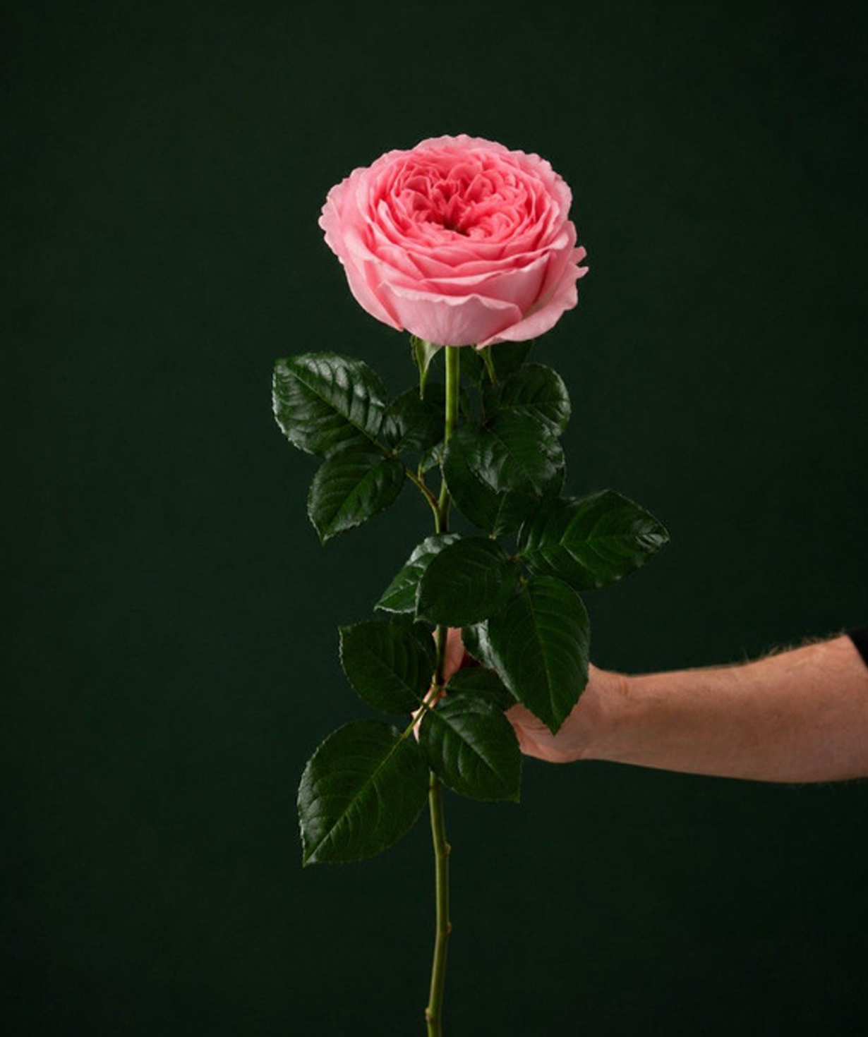 Վարդ «Harmony Flowers» վարդագույն, 70-90 սմ, 1 հատ