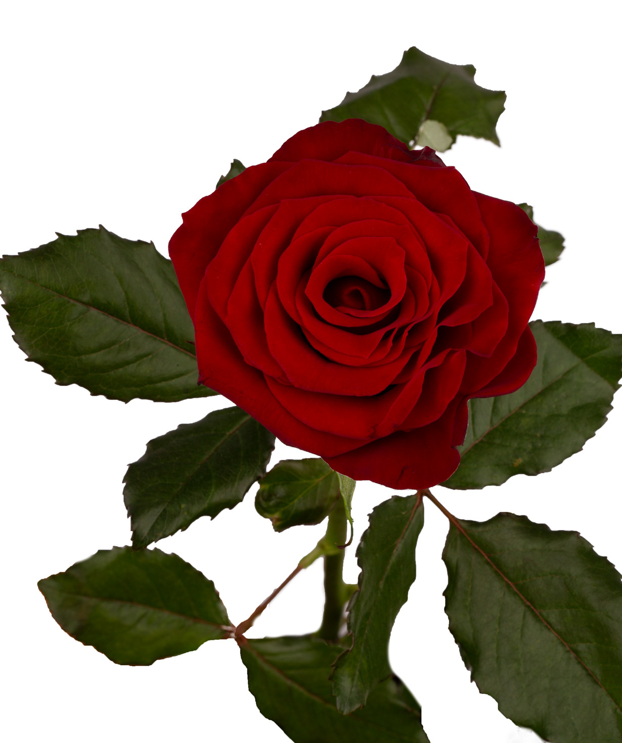 Rose `Prestige` red, 80 cm