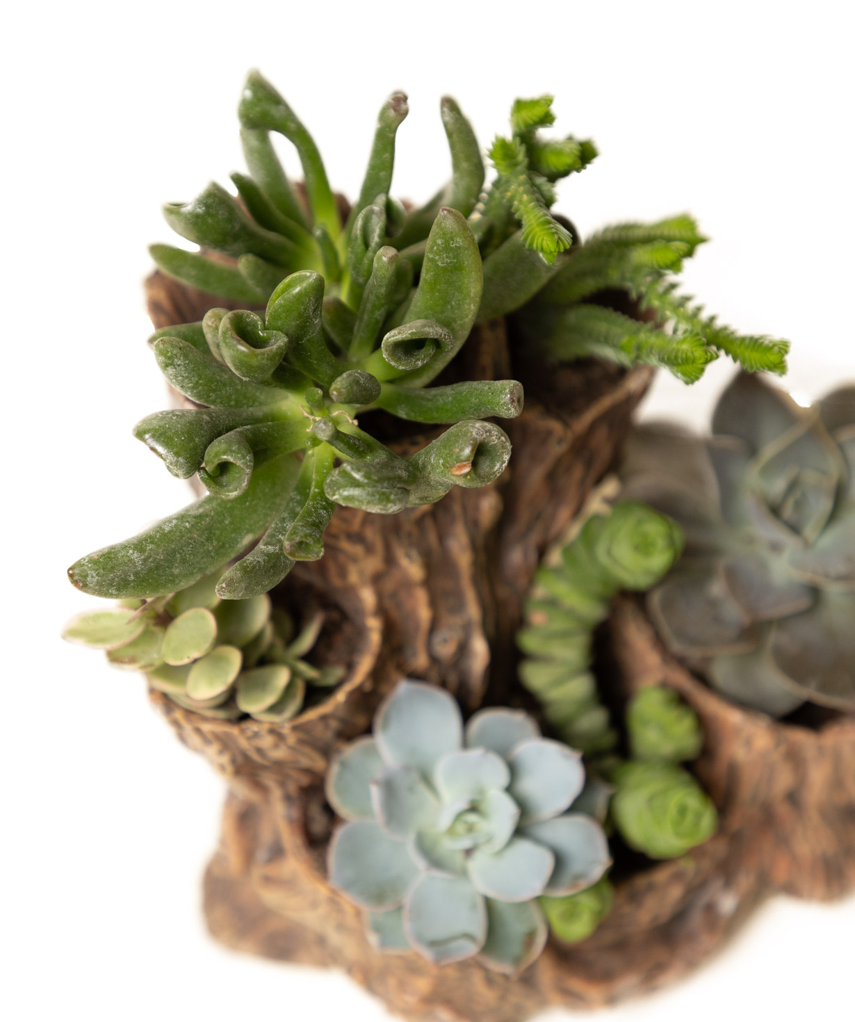 Plant «Eco Garden» Succulent №79