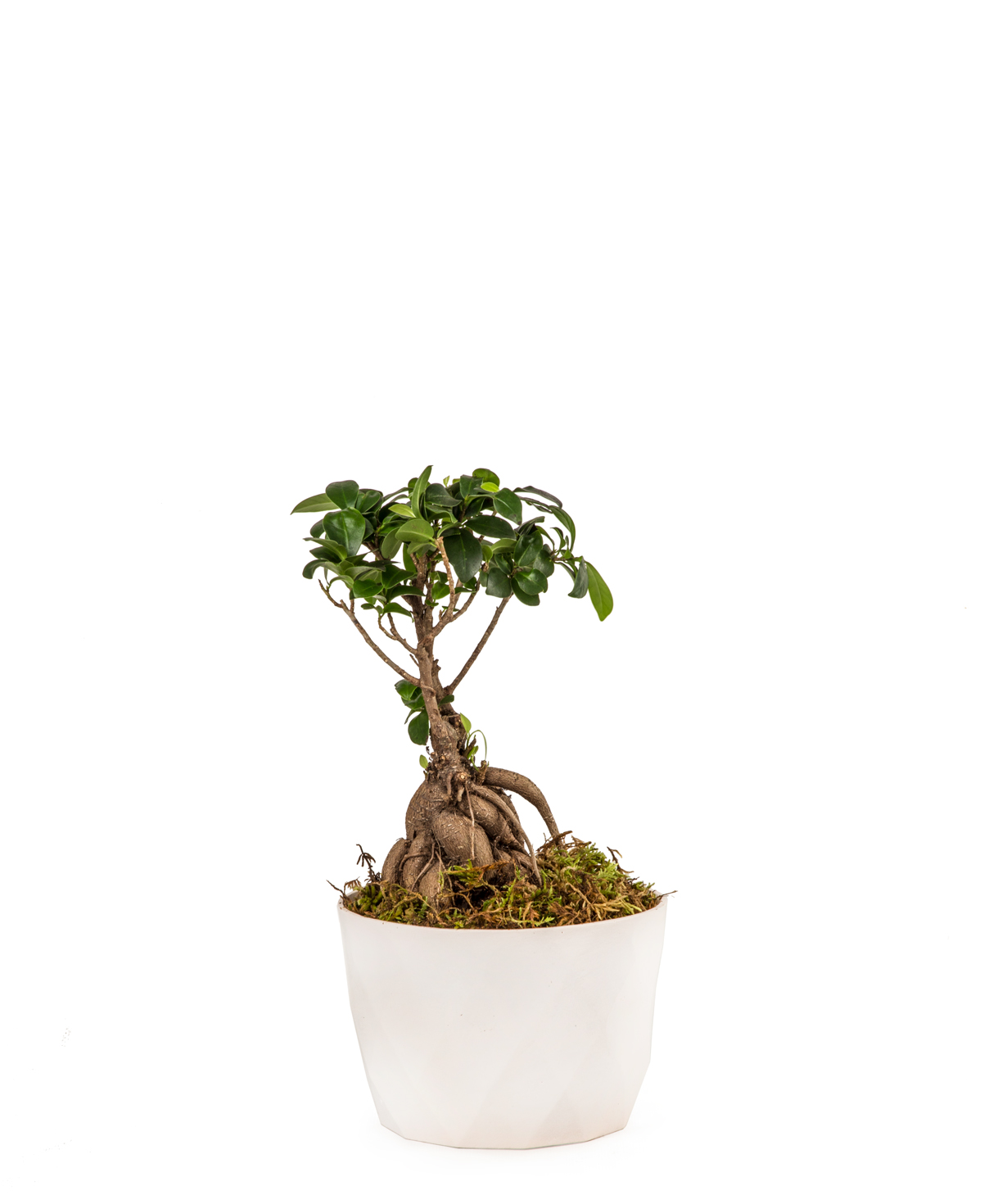Ficus ginseng `Orchid Gallery` №1