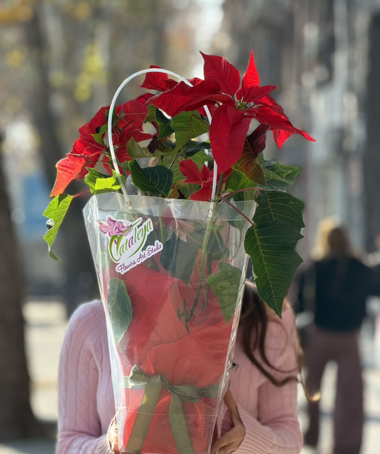 Растение «Cataleya» пуансеттия №99