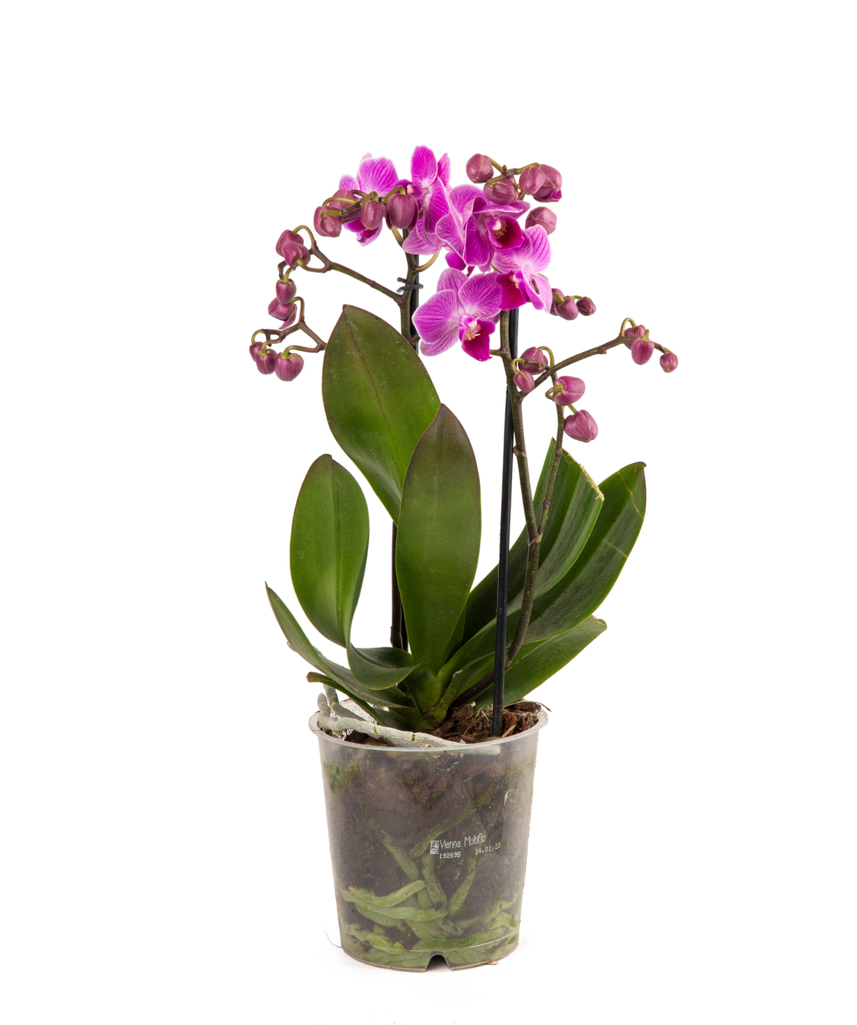 Растение `Orchid Gallery` Орхидея №22