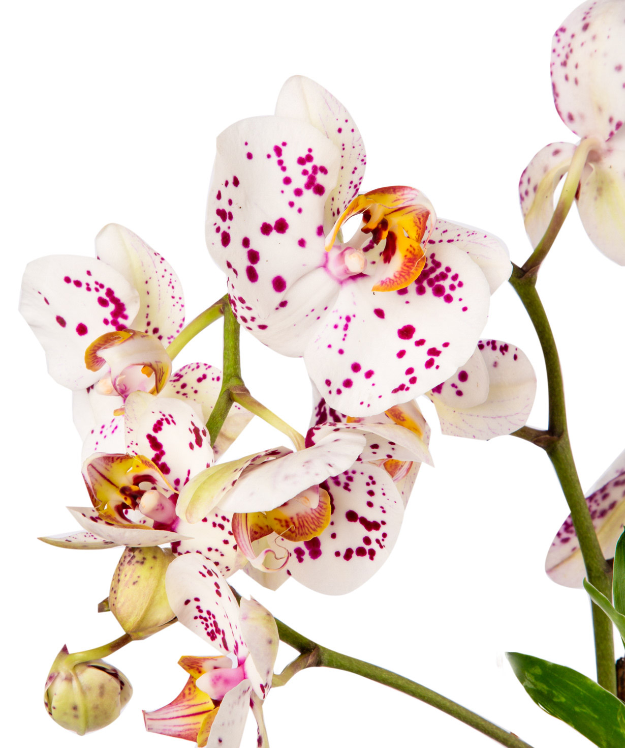 Растение `Orchid Gallery` Орхидея №13
