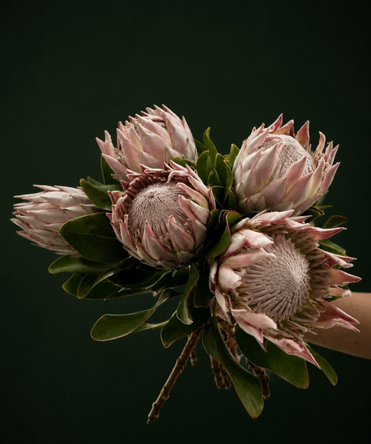 Протея «Harmony Flowers» большая, 1 шт