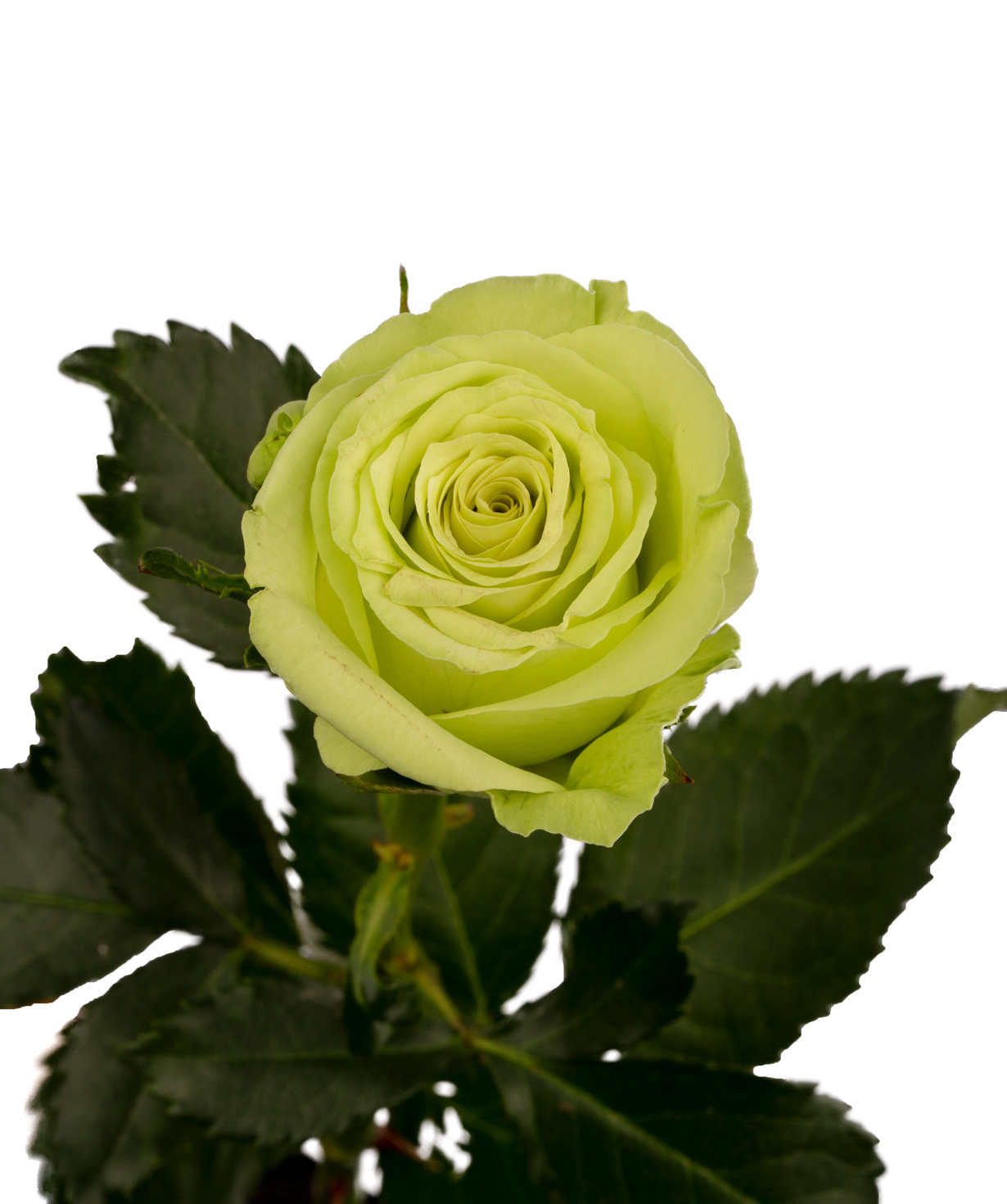 Rose `Green gene` green