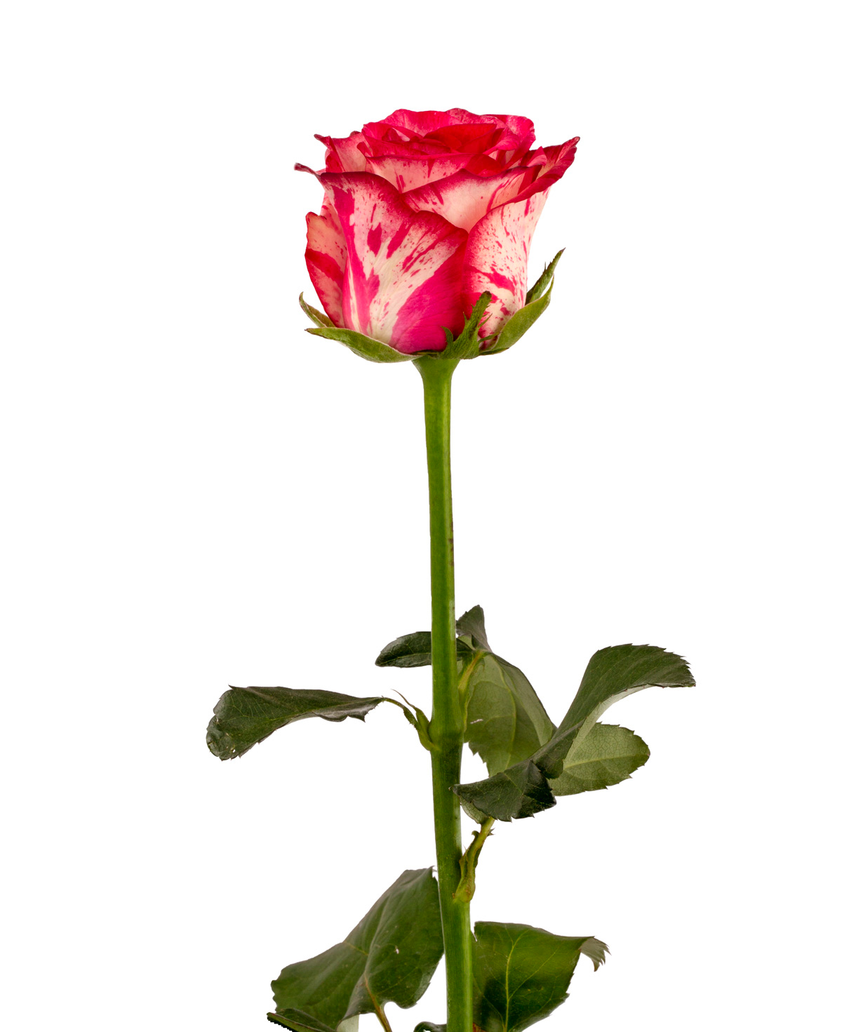 Rose `Baracuda` pink