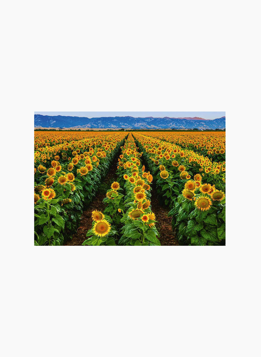 Ravensburger Puzzle Fields of Gold 1000p