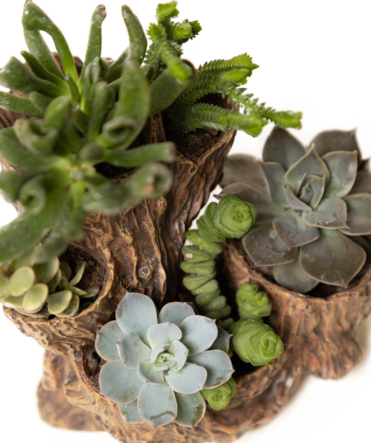 Plant «Eco Garden» Succulent №79