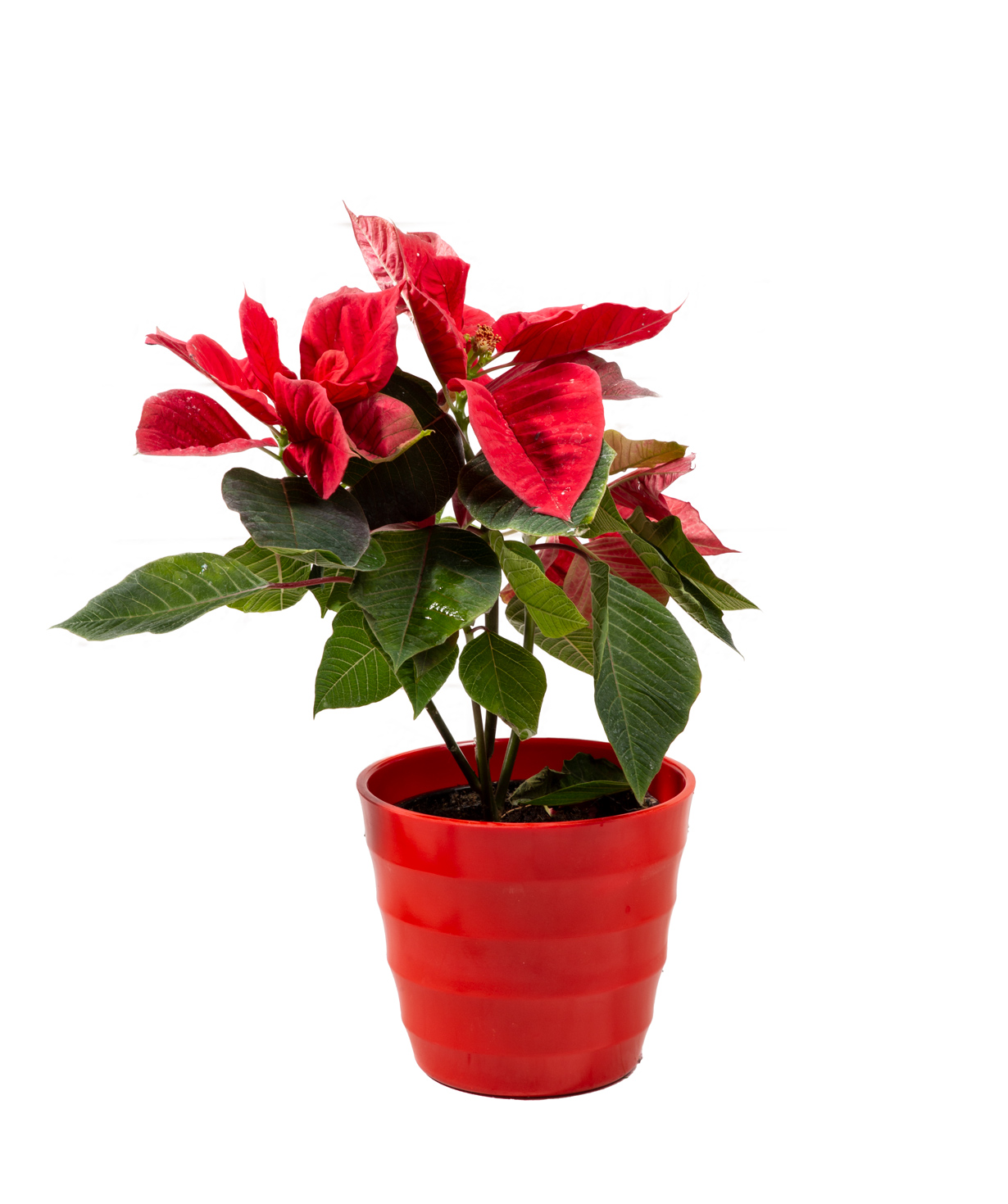 Poinsettia «Orchid Gallery» №1