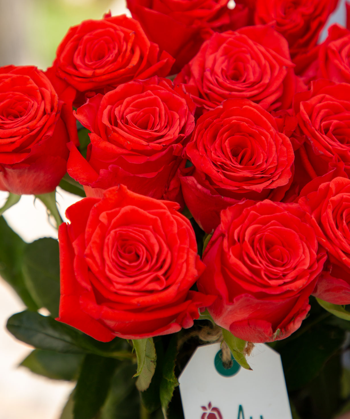 Roses `Ashram` coral 15 pcs