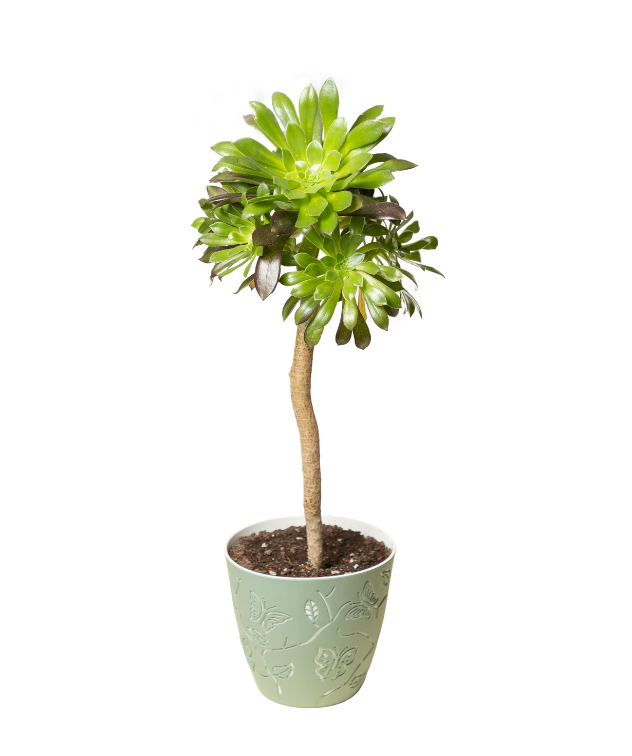 Բույս «Eco Garden» Կանաչ Էոնիում №77