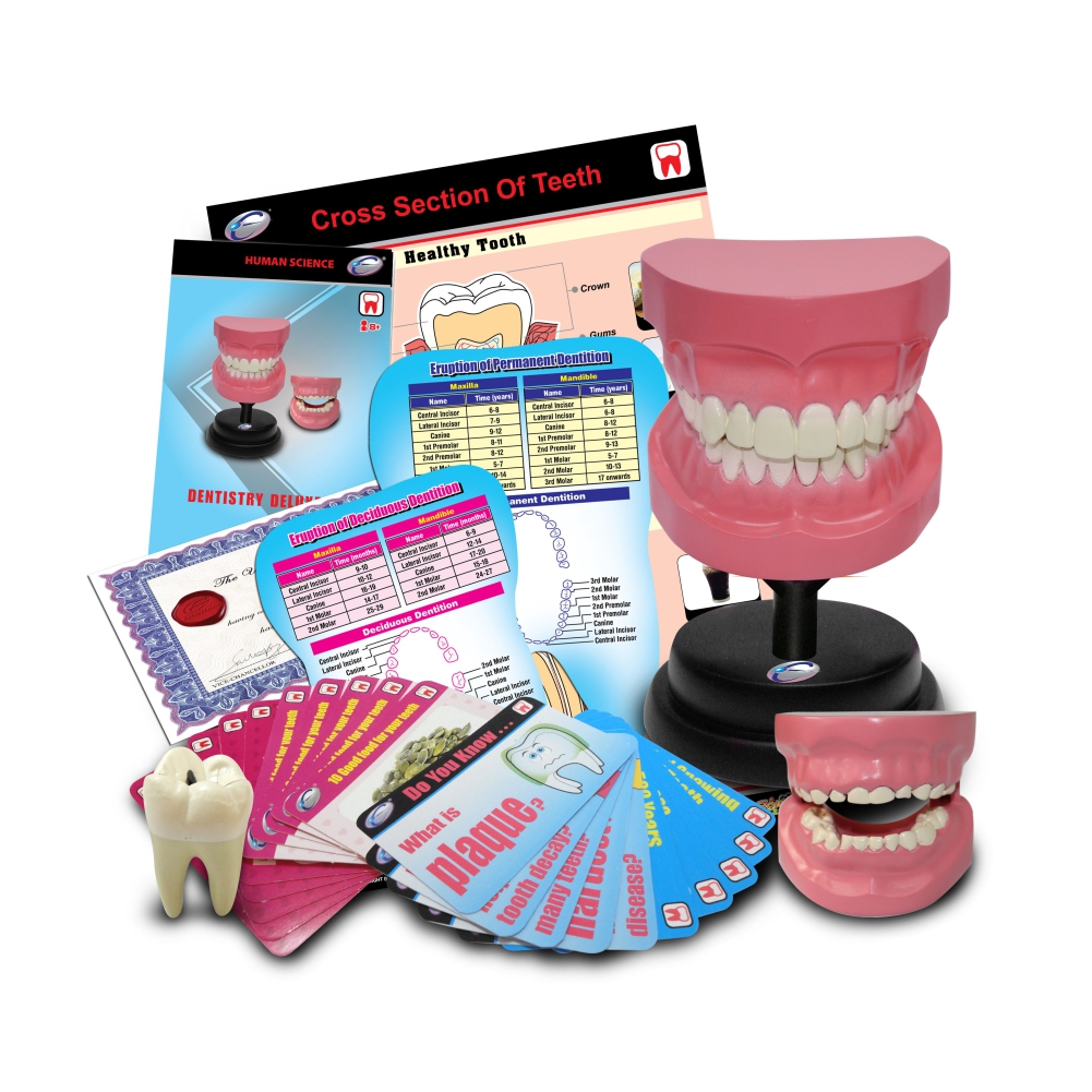 Collection dental