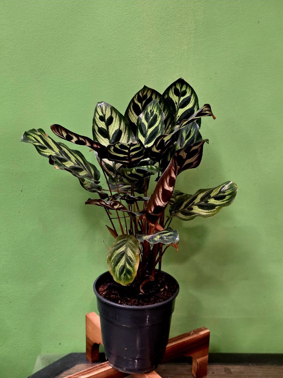 Растение  «Greenarium» Calathea Makoyana  №30