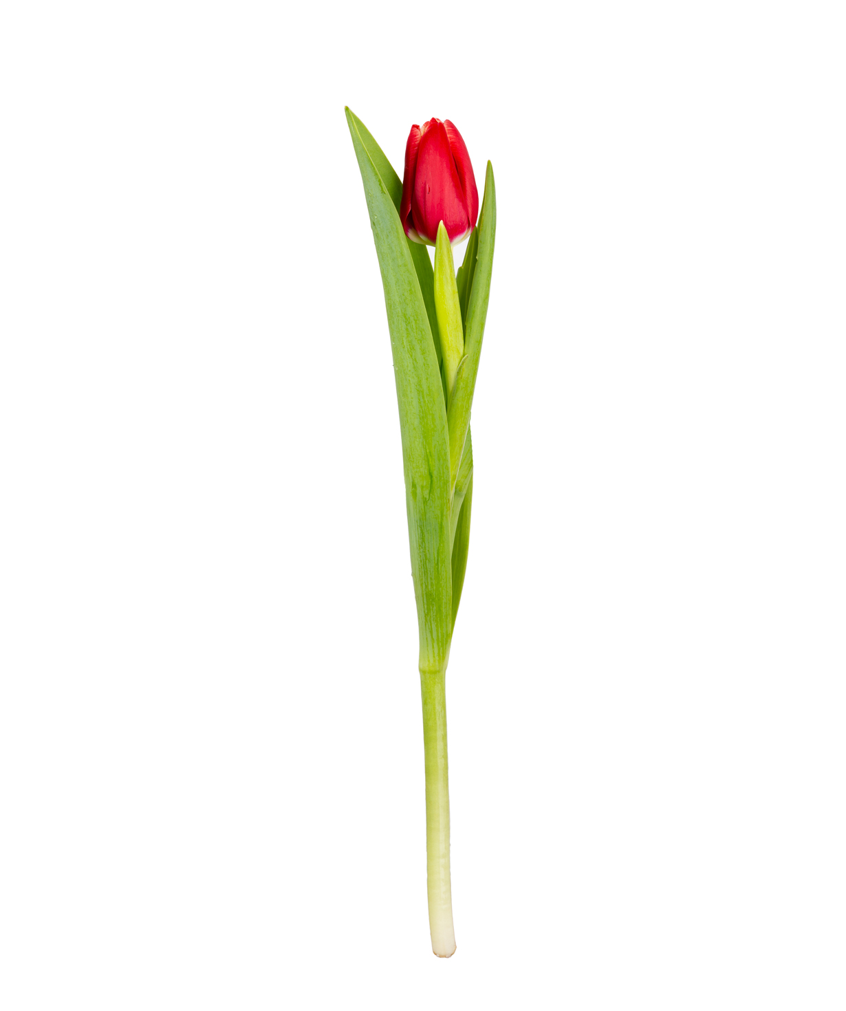 Tulip «Mon Amie» red, 1 pc №1