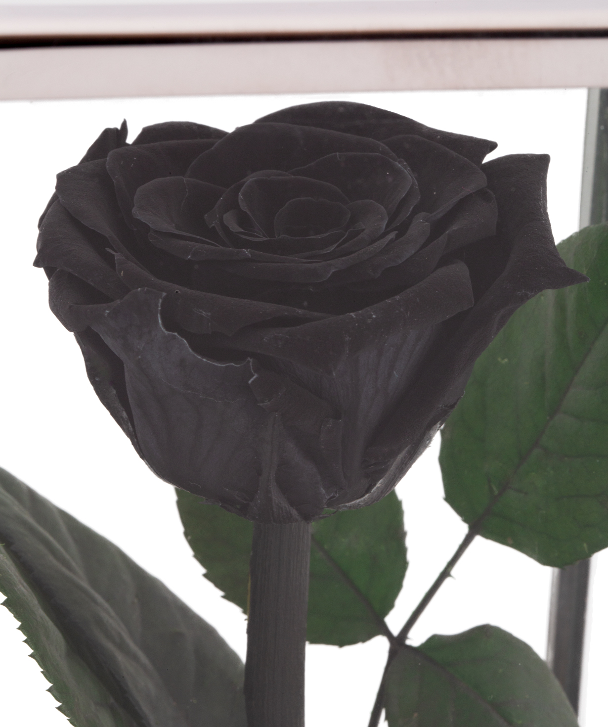 Rose `EM Flowers` eternal black 18 cm in a flask