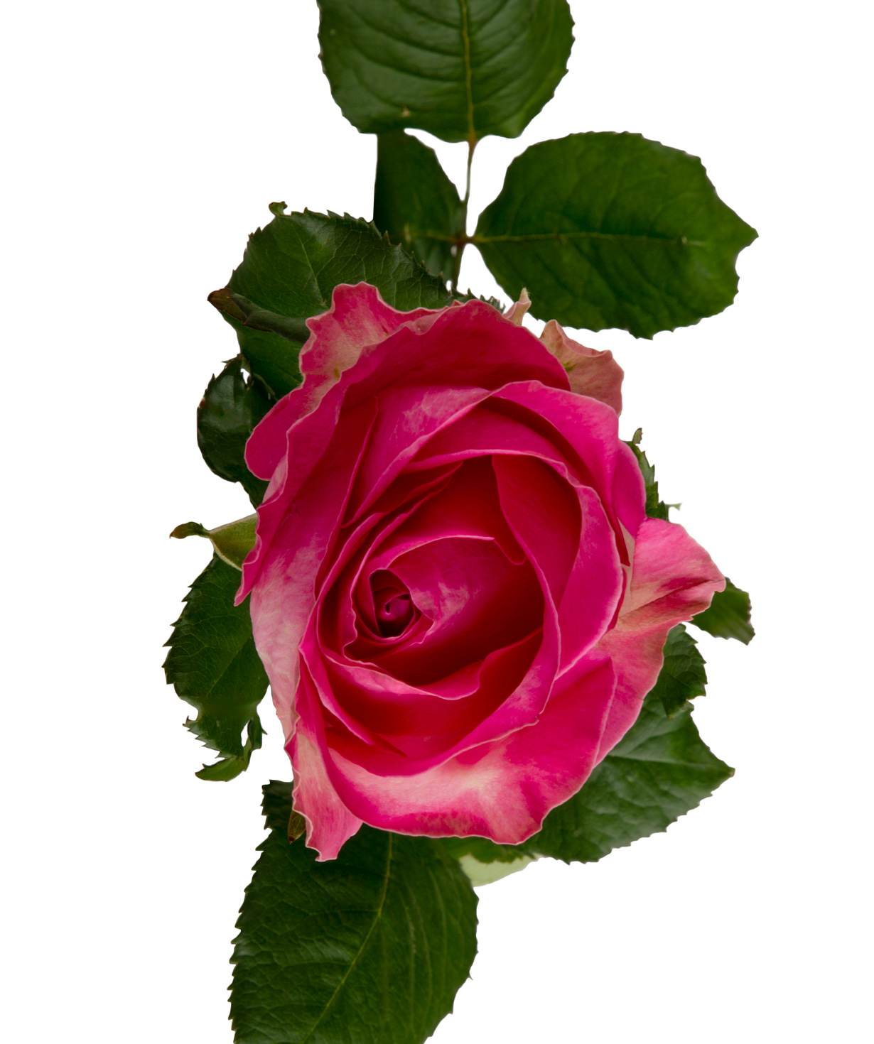 Rose «Candy avalanche» pink, 80 cm