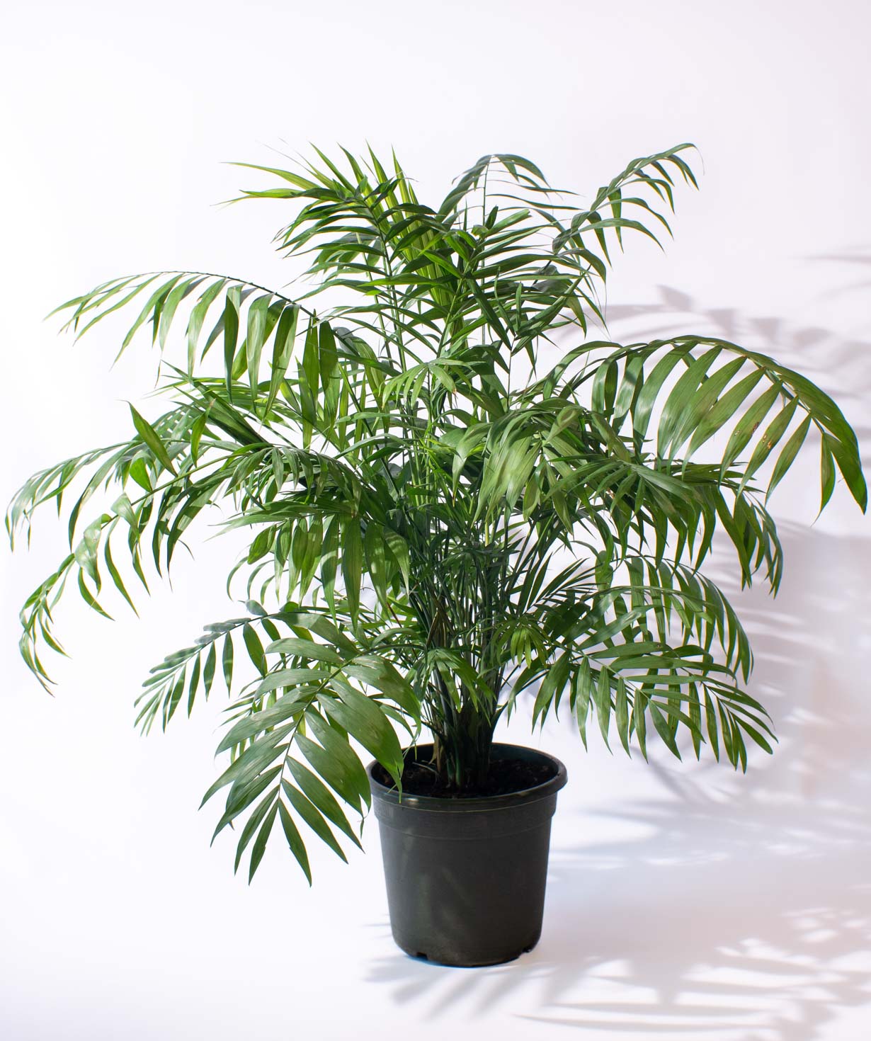 Բույս «O2 Gardens» Chamaedorea