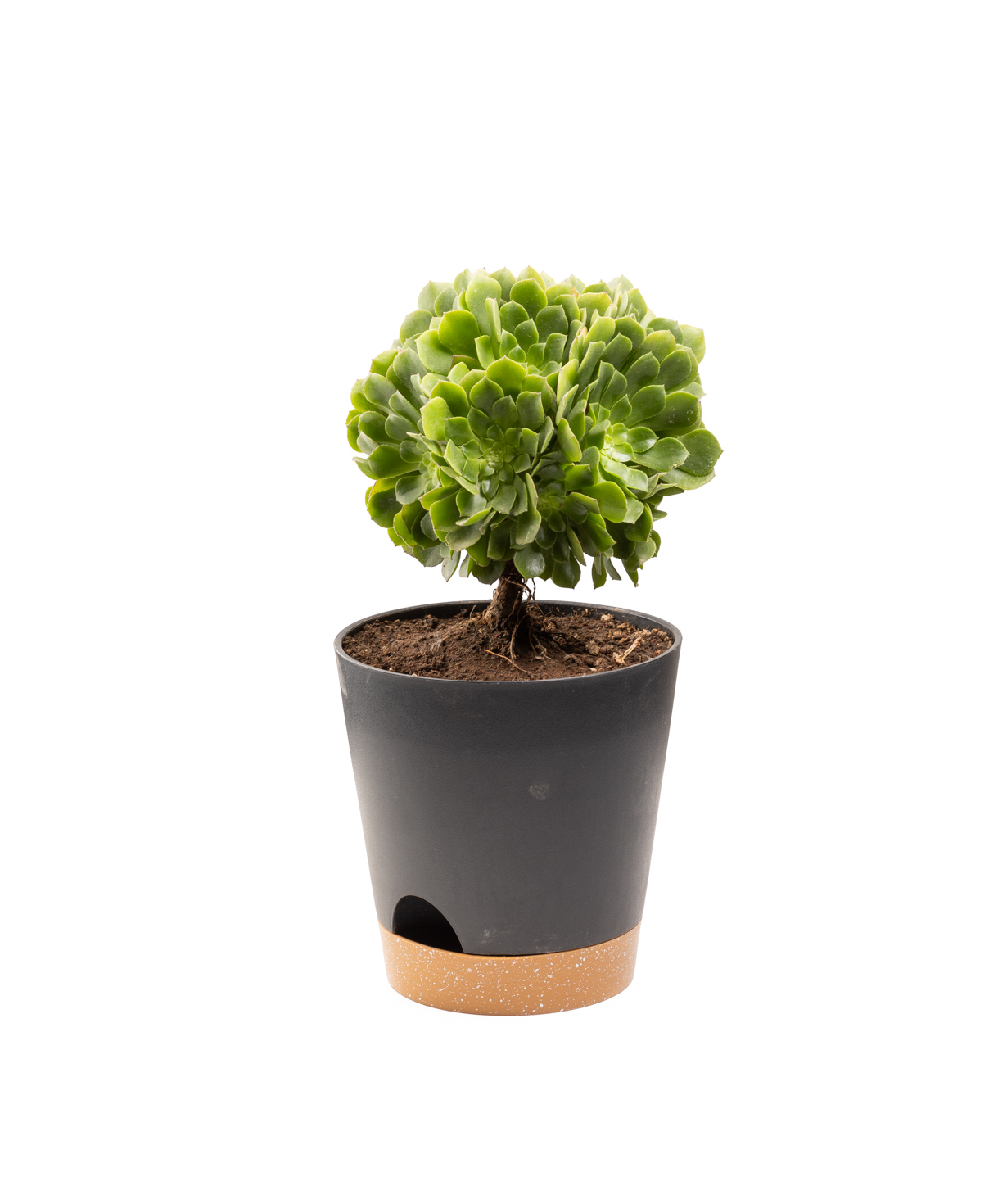 Բույս «Eco Garden» Գնդաձև էոնիում №64