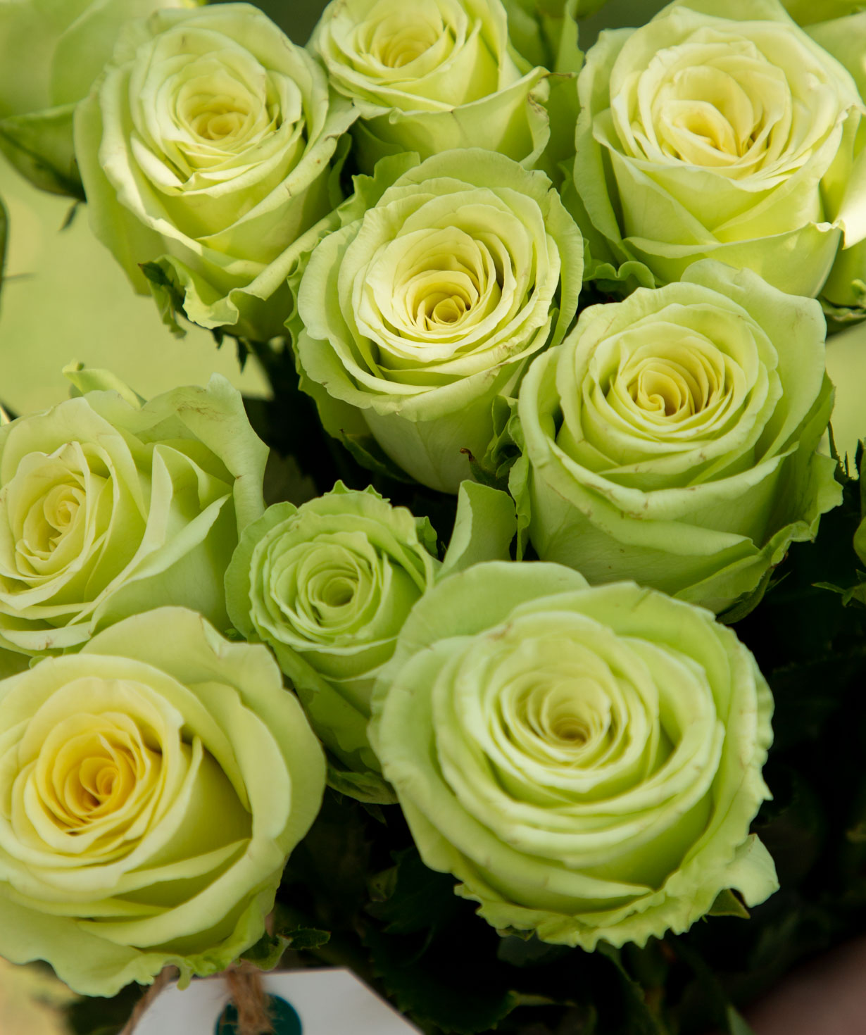 Վարդեր «Green gene» կանաչ 15 հատ
