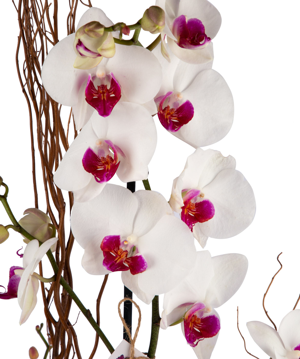 Растение `Orchid Gallery` №Орхидея 5