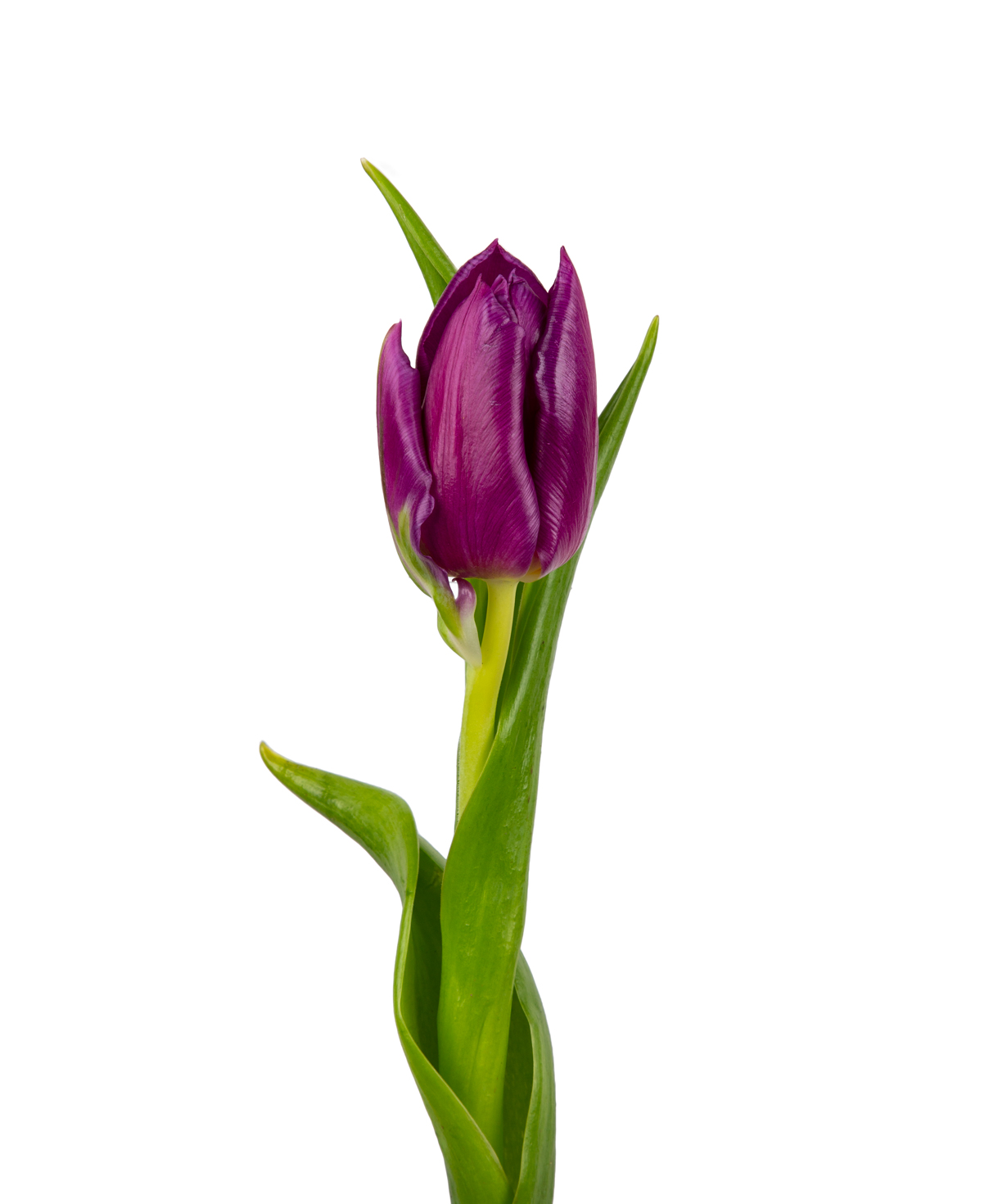Tulip «Mon Amie» purple, 1 pc