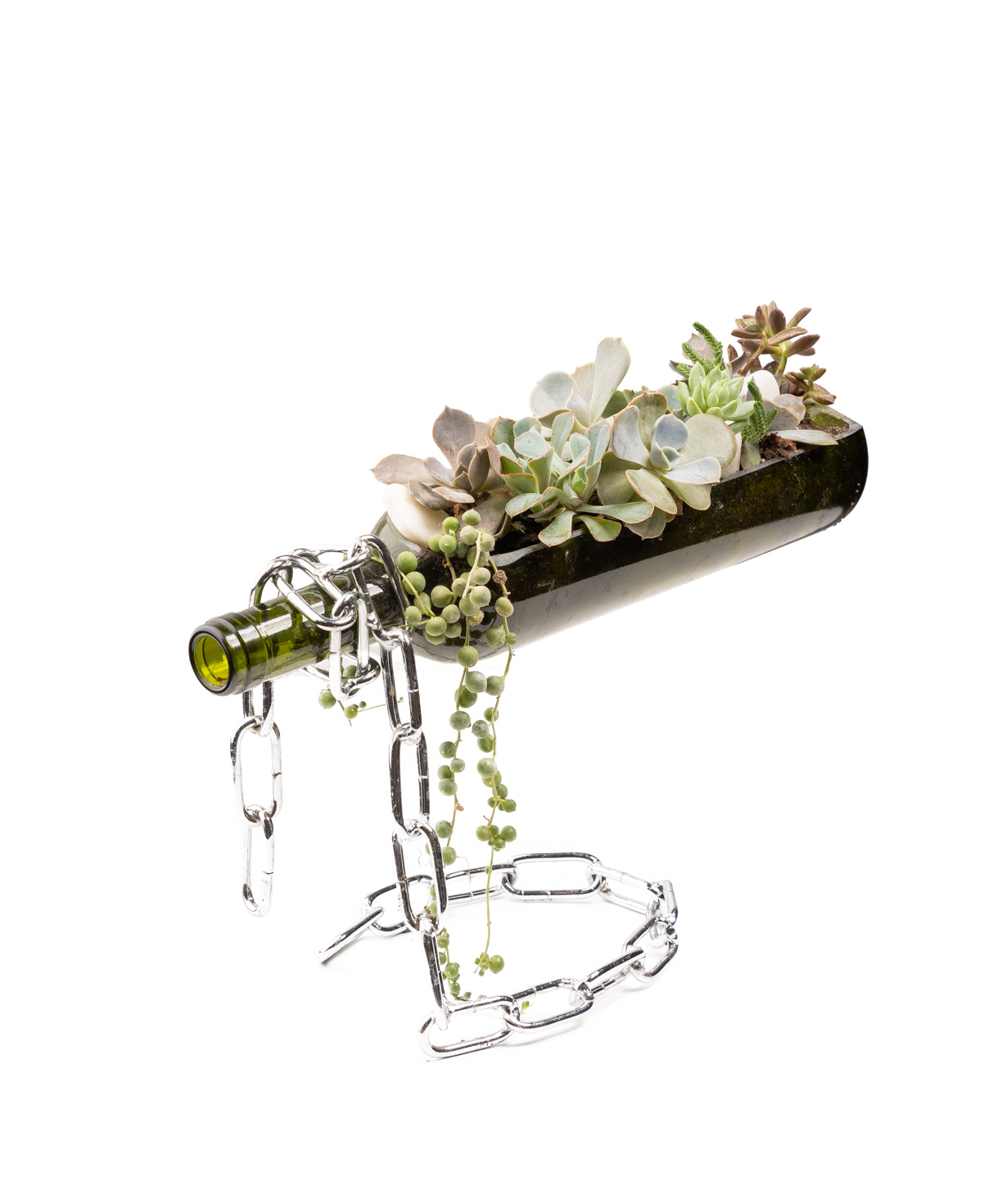 Բույս «Eco Garden» Գինի սուկուլենտներ №71