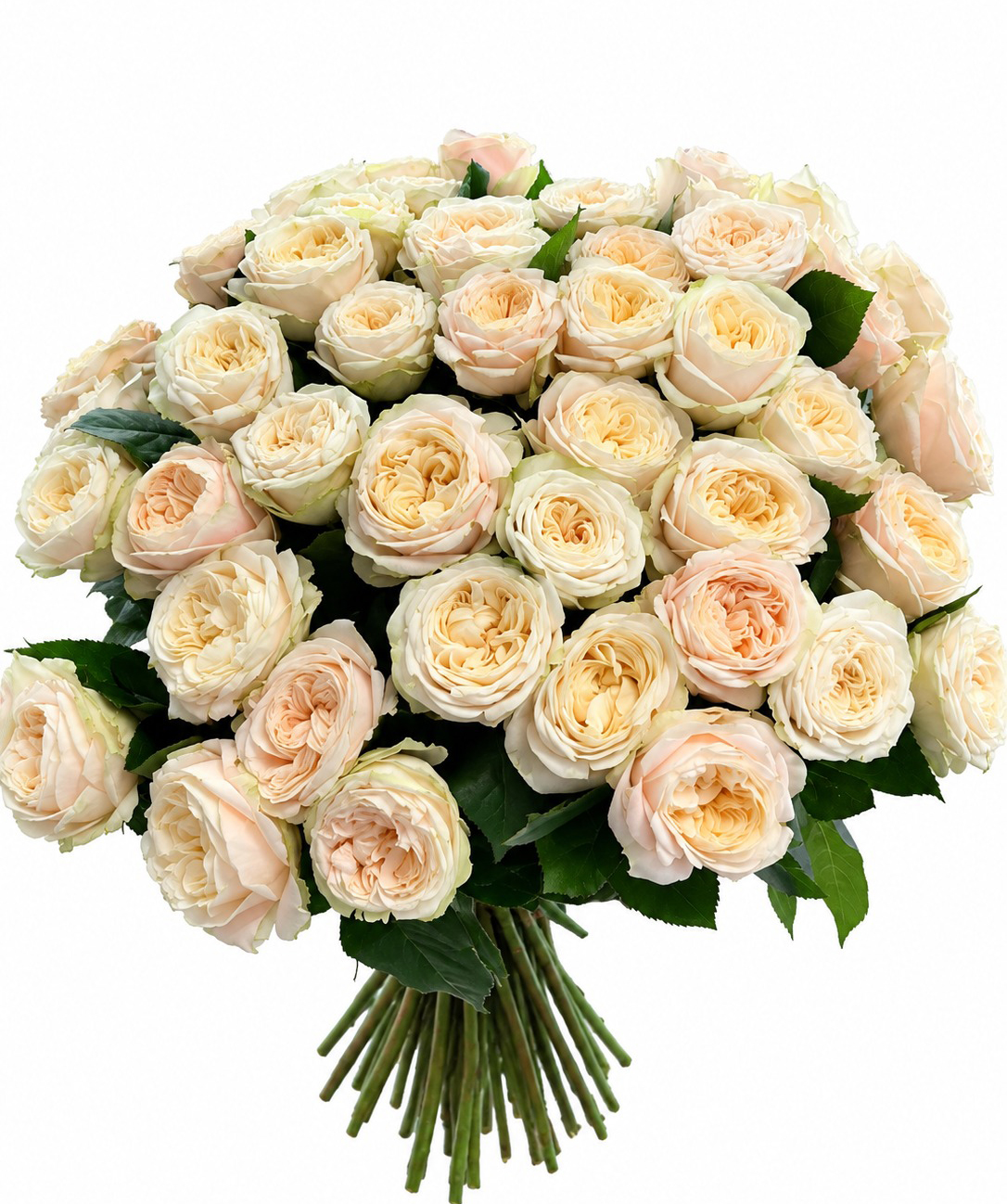 Peony rose «Harmony Flowers» cream, 70 cm, 29 pcs