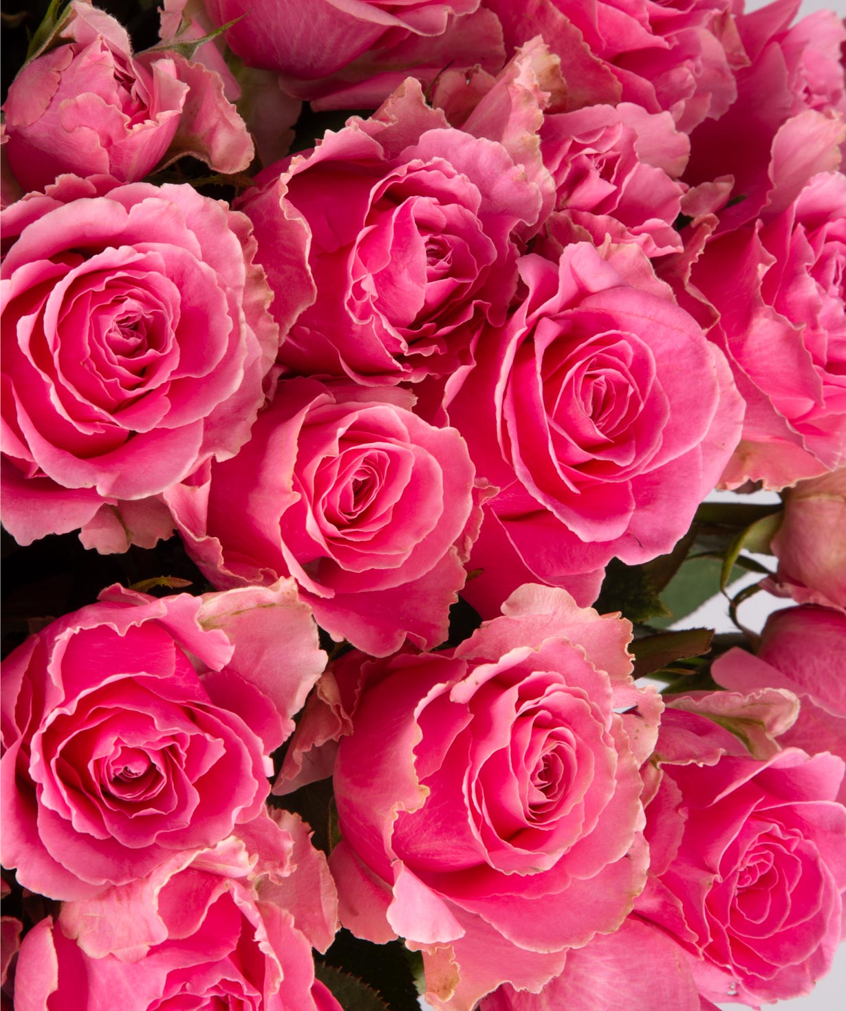 Ծաղկեփունջ «Զարիա» վարդերով