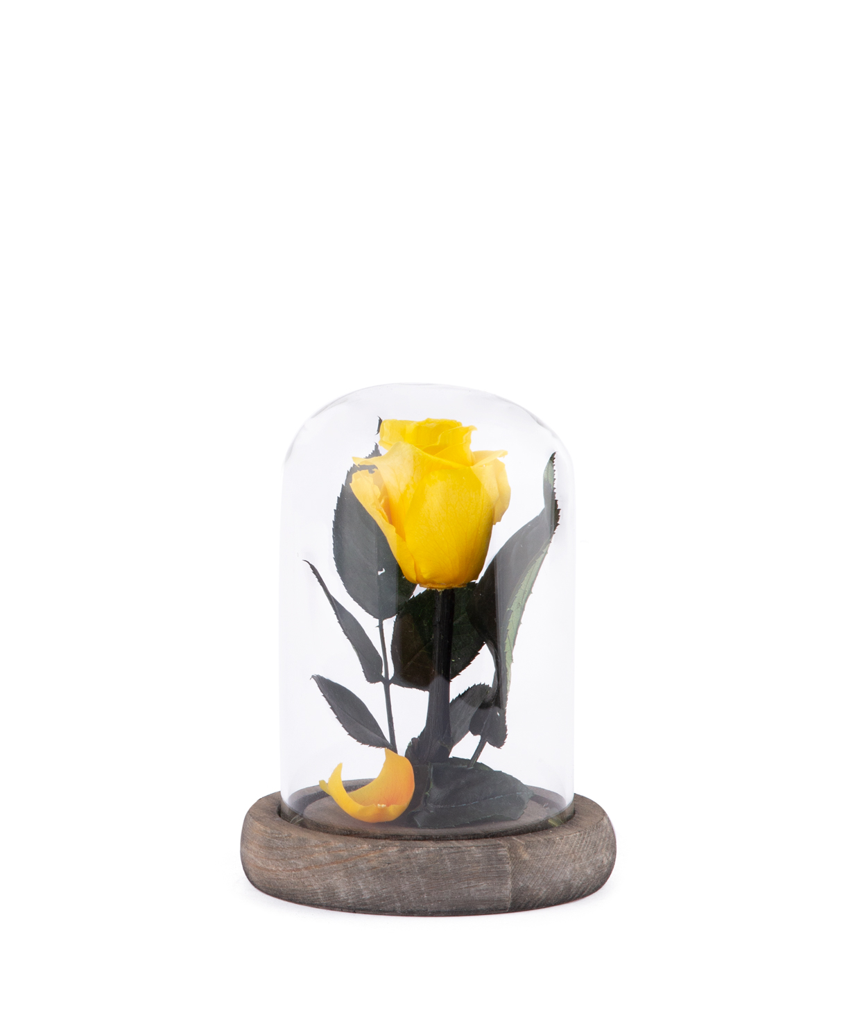 Роза `EM Flowers` вечная 12 см желтая