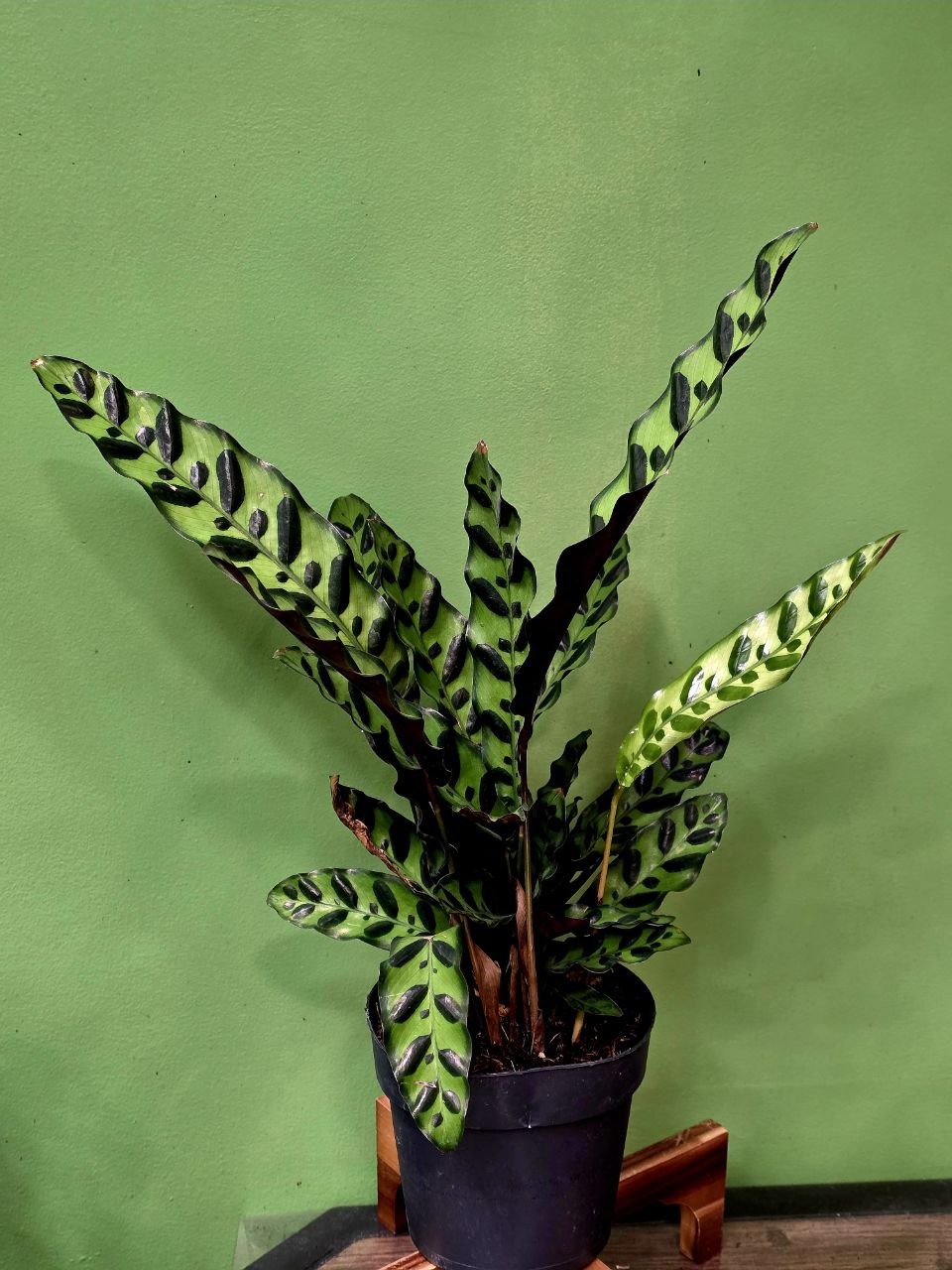 Растение «Greenarium» Calathea lancifolia №33