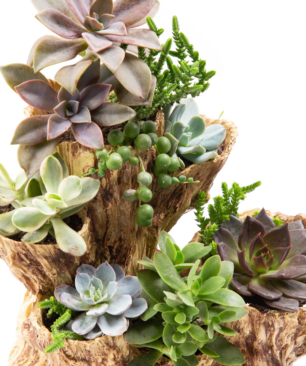 Растение «Eco Garden» Сукулент №51