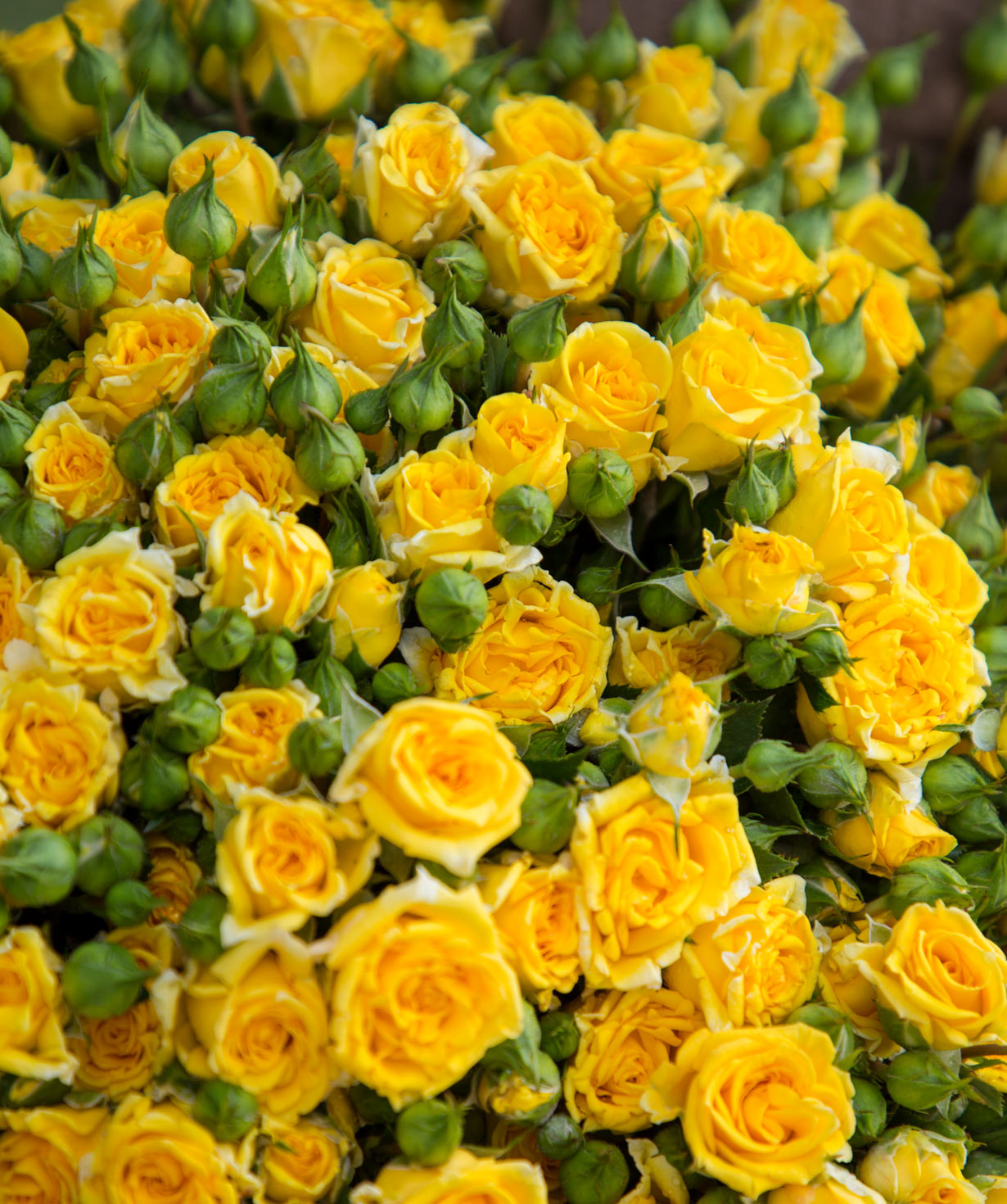 Кустовые розы ''Пальми'' желтые, 80 см