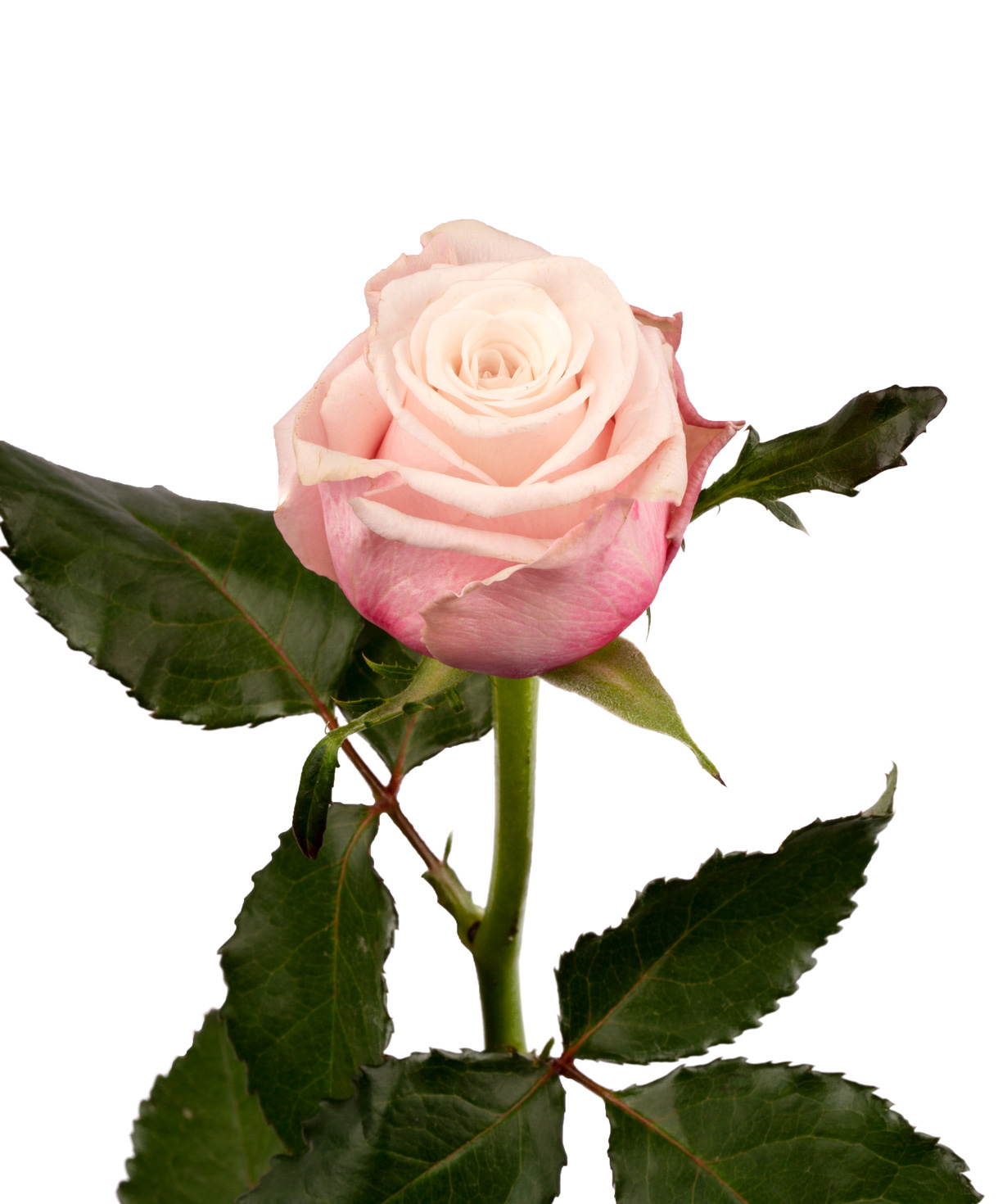 Роза `Lady Raphaela` розовая