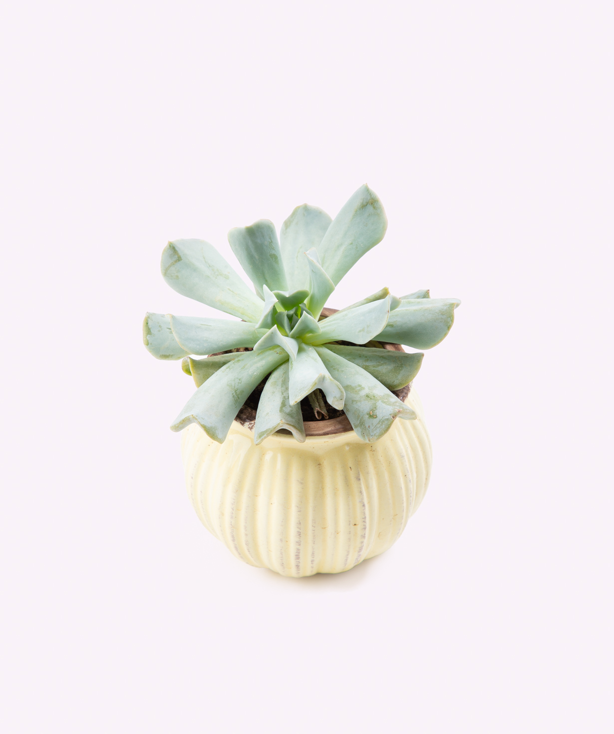 Растение «Eco Garden» Сукулент №54
