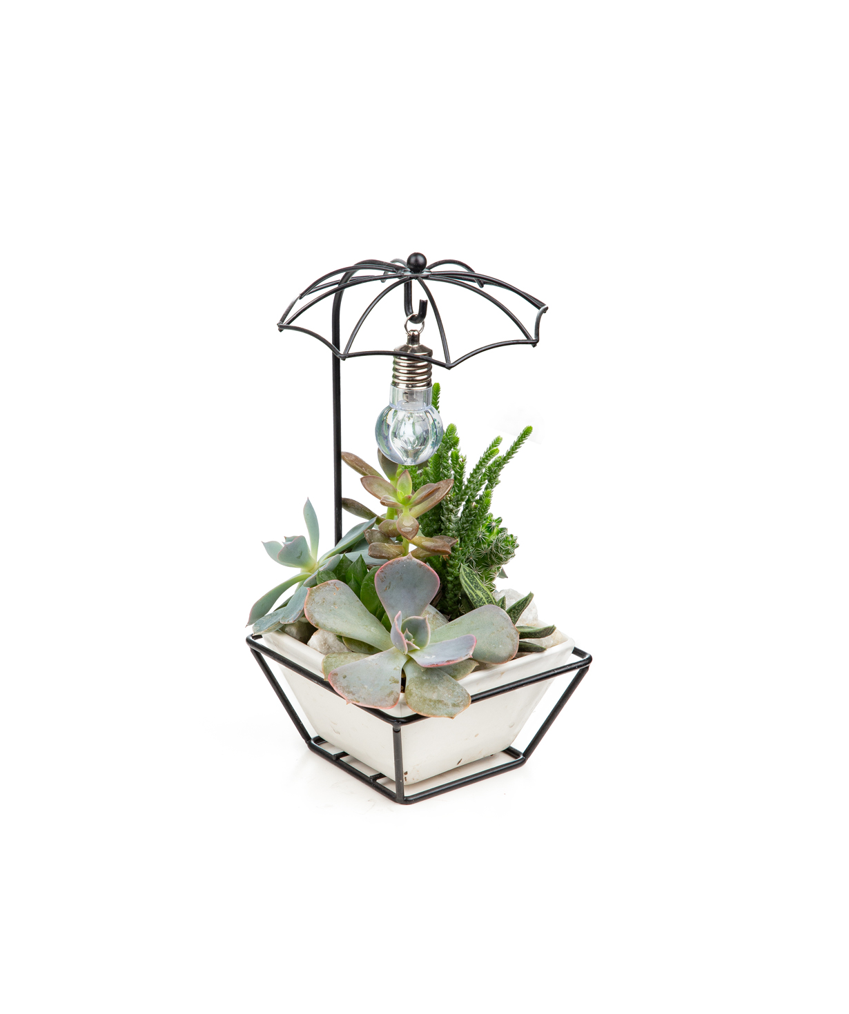 Plant «Eco Garden» Succulent №44