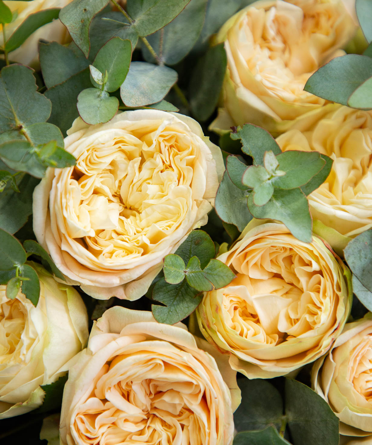 Ծաղկեփունջ «Գրենխեն» պիոնանման վարդերով