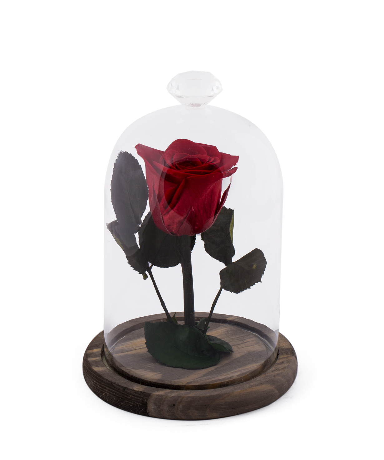 Վարդ «EM Flowers» հավերժական կարմիր 17 սմ կոլբայով