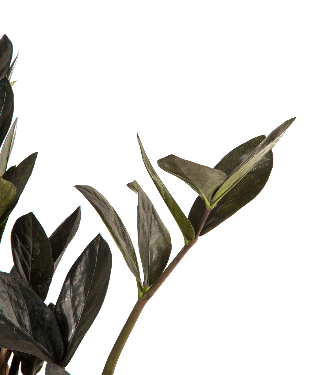 Растение `Orchid Gallery Замиокулькас №2