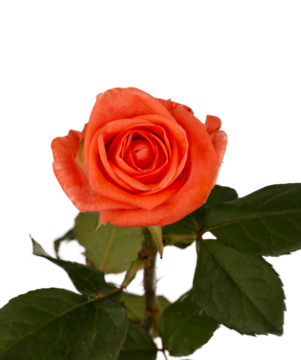 Rose `Giardinia` orange, 80 cm