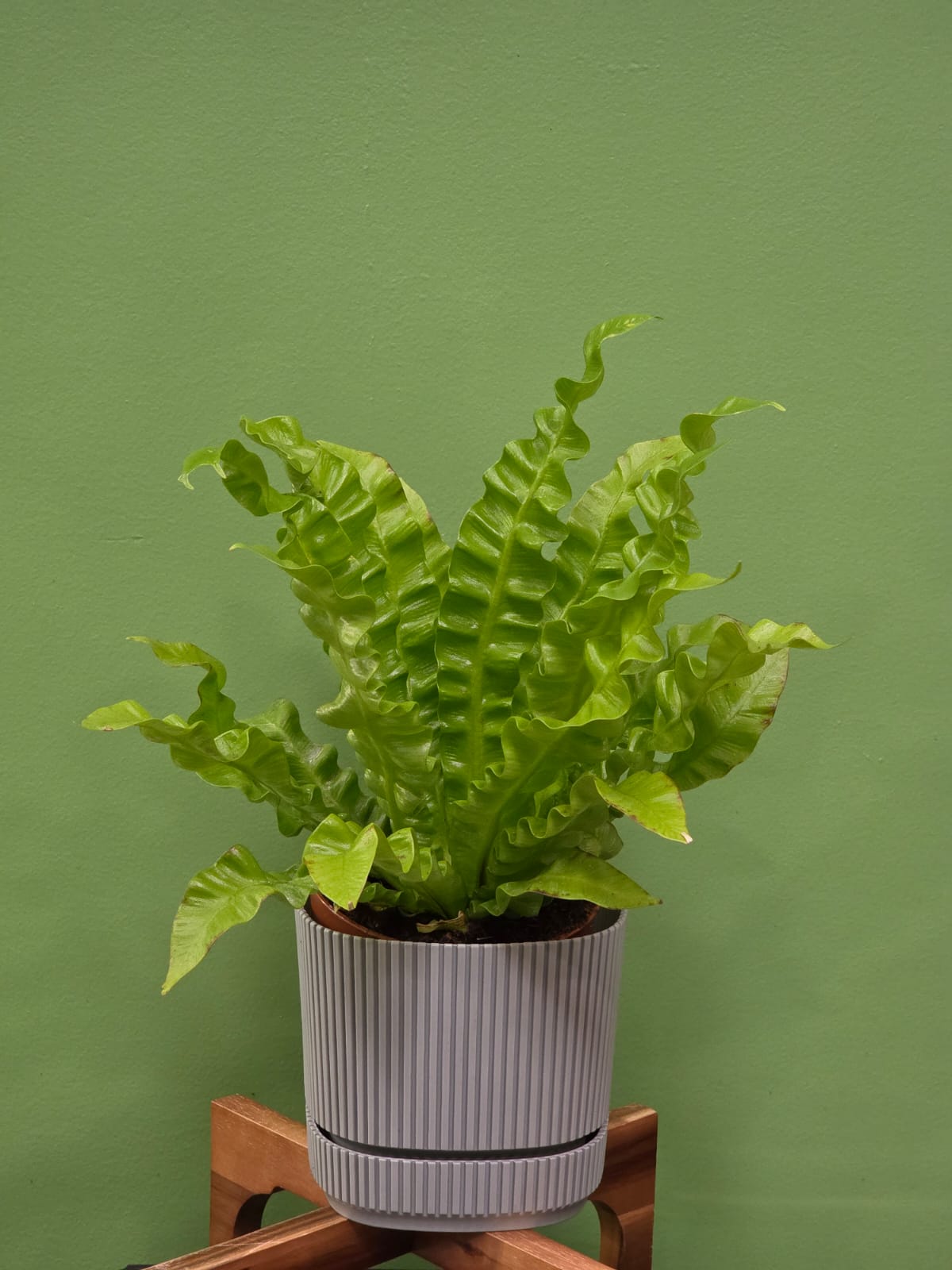 Բույս «Greenarium» Պտերներ №38