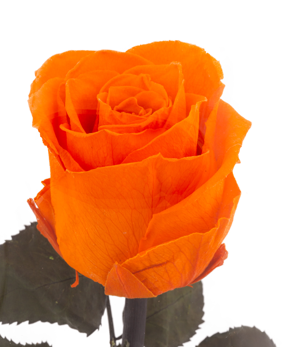 Rose `EM Flowers` eternal orange 28 cm in a flask