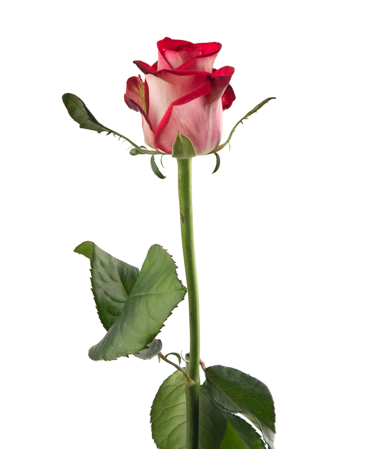 Rose «B-Tween» 1 pc, 80 cm