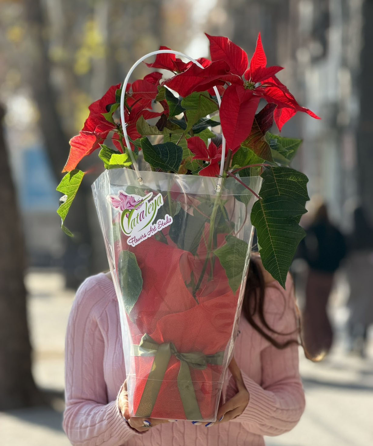 Растение «Cataleya» пуансеттия №99