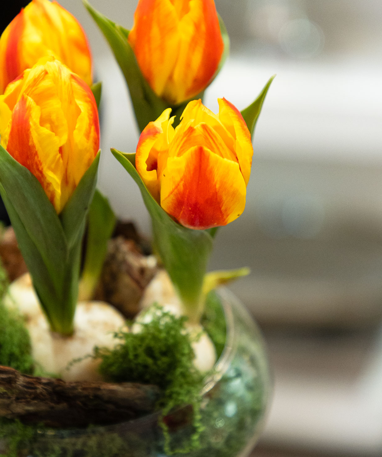 Композиция «Auron» с тюльпанами