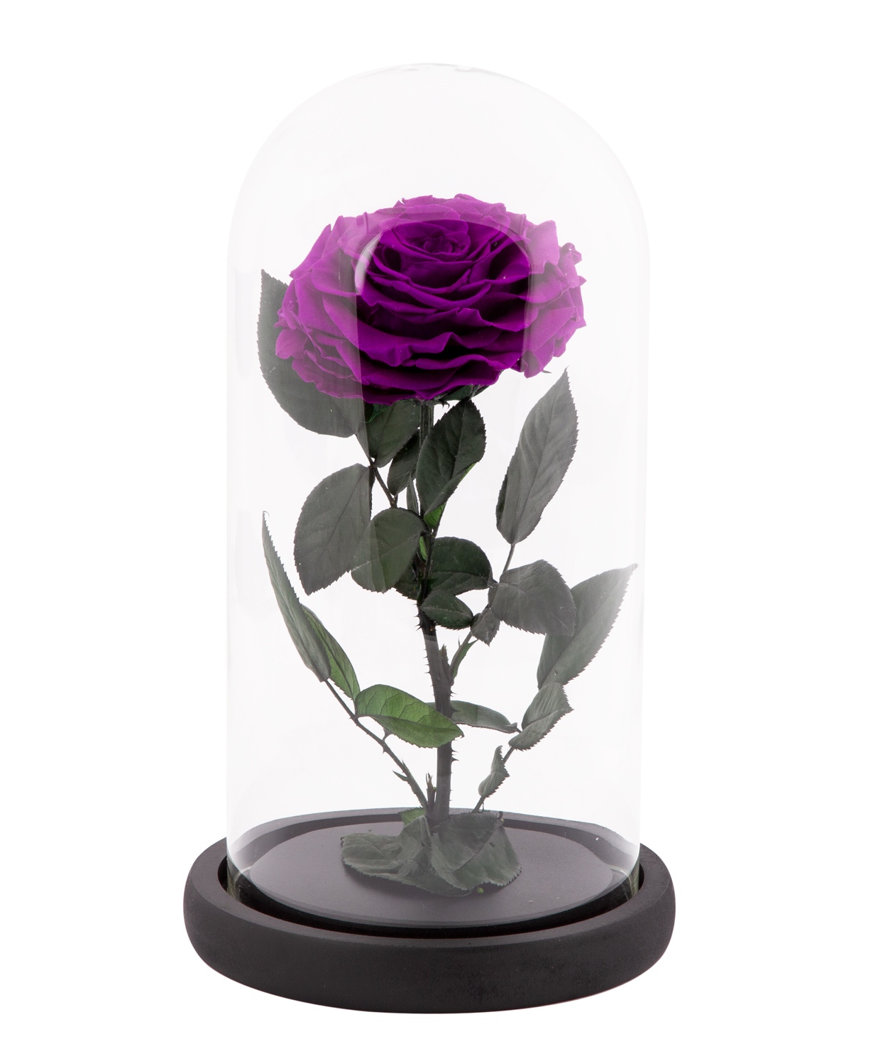 Rose `EM Flowers` eternal dark purple 27 cm in a flask