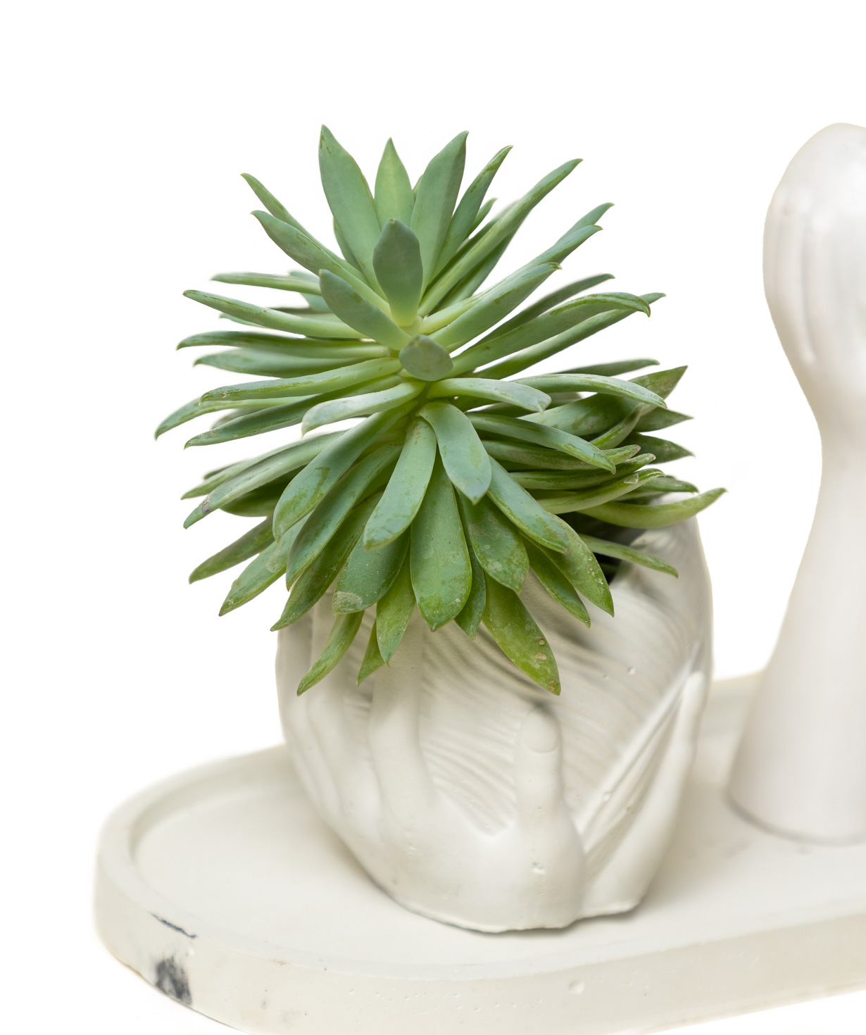 Gift set «Eco Garden» plant and candle №78