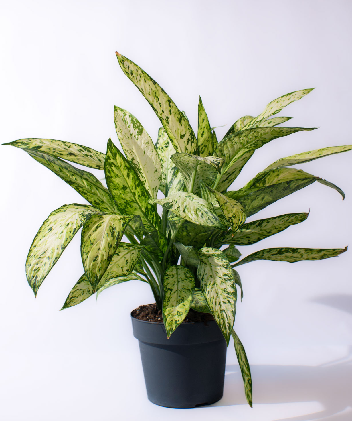 Բույս «O2 Gardens» Dieffenbachia Vesuvio